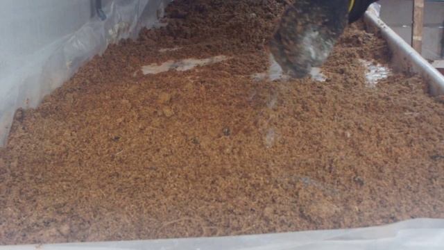 Подготовка грядки для посадки лука ( на перо) смотреть онлайн