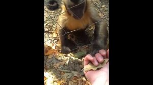 International Primate Rescue - Chino Crushing Leaves