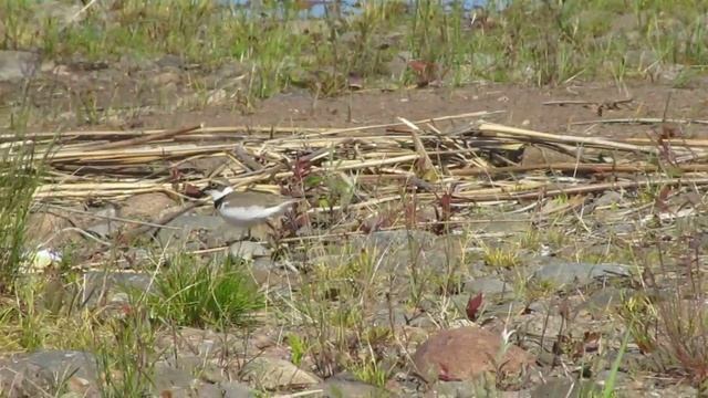 Малый зуёк с птенцами. смотреть онлайн