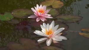 Нимфея Rosennymphe (Розовая нимфа) кувшинка, waterlily, водные растения, пруд