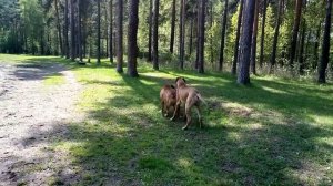 Бурбуль и Дог