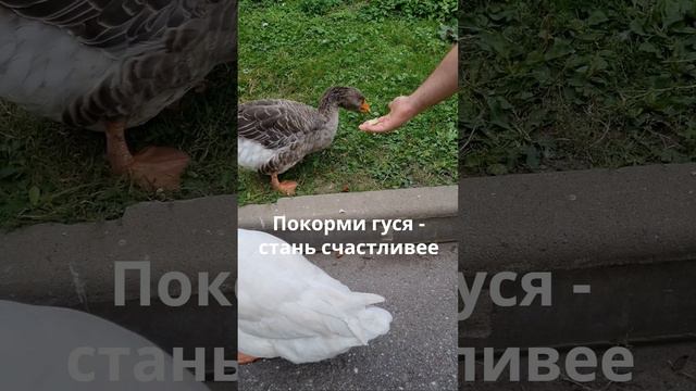 Покорми гуся - стань счастливее