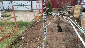 Абрикос "колоновидный" Звездный.
