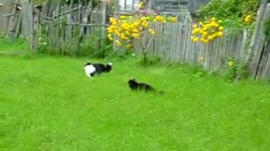 Наши зверушки