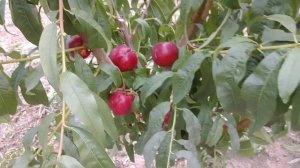 Новинка! Нектарин Конквіт (Конквет). Nectarine Conquete. Пізній і солодкий. Перші плоди. Максі Сад.