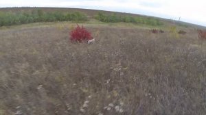 охота на фазана (Эпаньол бретон) - 2021