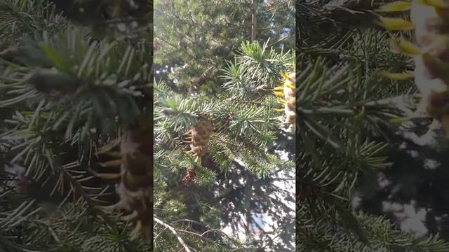 ? Вот так цветёт ель!