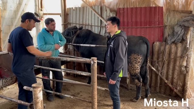 Miosta H®: Mol boqish va daromad qilish sirlari #mol #bokish #molbokish_siri