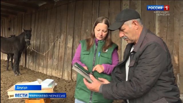 В селе Даусуз Зеленчукского района была проведена бонитировка лошадей карачаевской породы