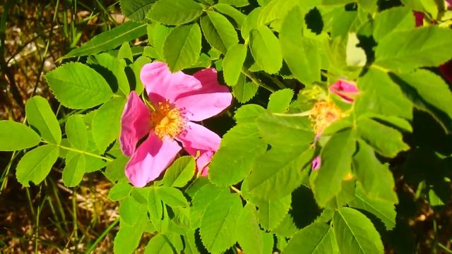 Заготавливаю березовые веники ! смотреть онлайн