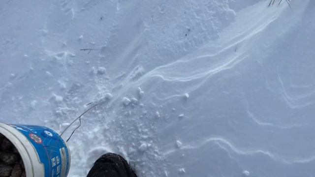 Сельский бизнес | сбор шишек зимой| Шишка как бизнес? смотреть онлайн