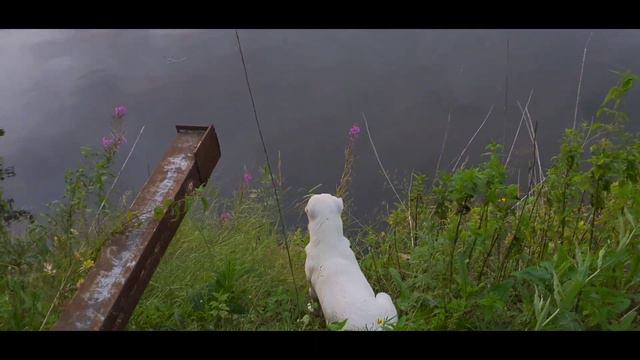 Алабай первый раз увидел уток смотреть онлайн