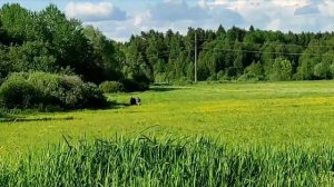 Сплав по Дубне от Сущево до Вербилок