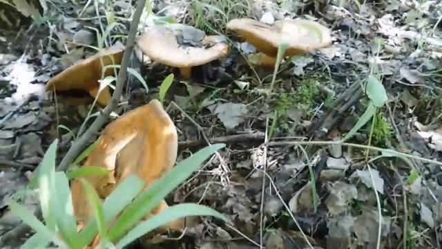 Набрал грибов НА СУП! МАСЛЯТА, ПОДБЕРЁЗОВИКИ! смотреть онлайн