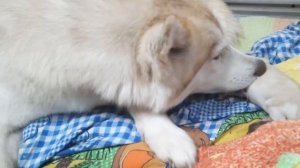 Экстренные РОДЫ У СОБАКИ || Роды под диваном  ХАСКИ Лакки ВПЕРВЫЕ СТАЛА МАМОЙ