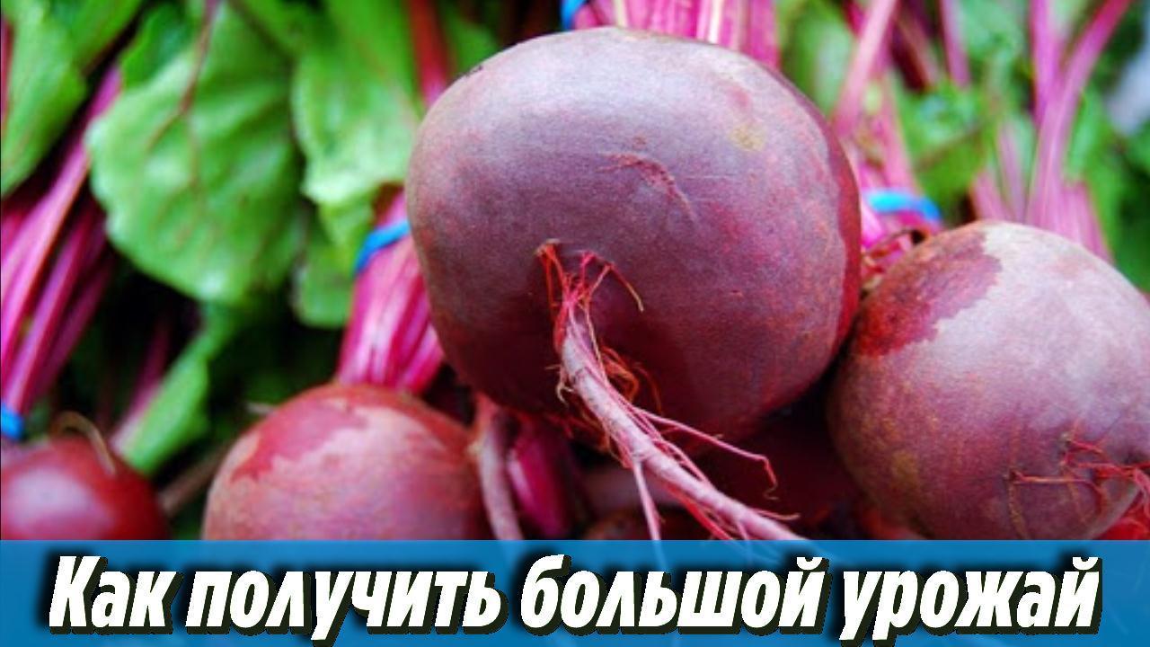 Вот как ПРОСТО получить большой урожай крупной и сладкой СВЕКЛЫ Уход и выращивание от А до Я
