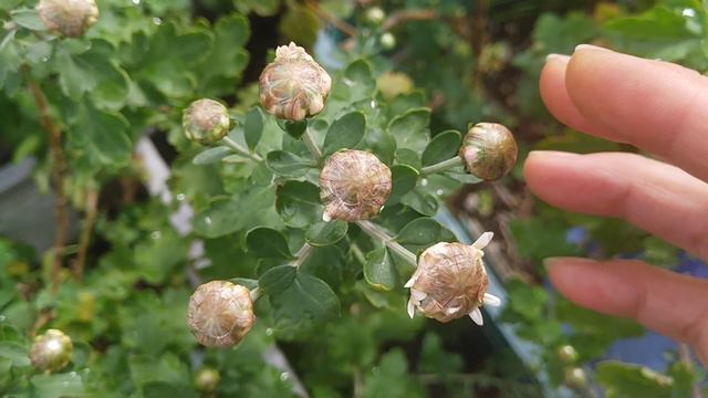 【白杭菊】含苞待放已久，期待見雪白一大片的杭菊美景～ смотреть онлайн