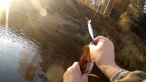 Рыбалка в Коми на р. Луза