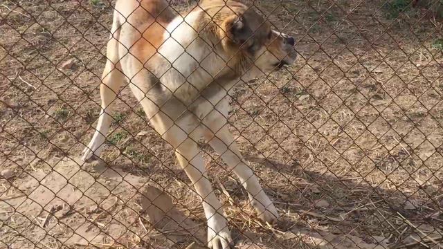 1.5г до сих пор растёт в холке.. щенок смотреть онлайн