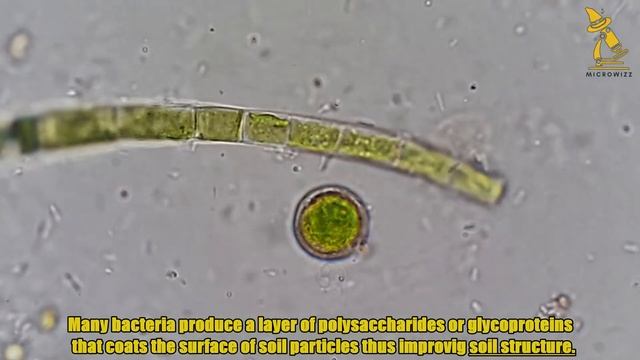 Soil bacteria смотреть онлайн