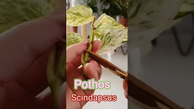 easy propagation pothos scindapsus