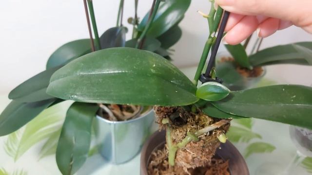 四棵蝴蝶兰唯美的坚持 The beautiful last flower of four Phalaenopsis смотреть онлайн