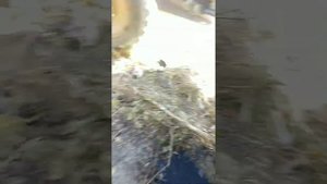 Сломало вилку наружней полуоси или ремонт шруса грузовика Урал