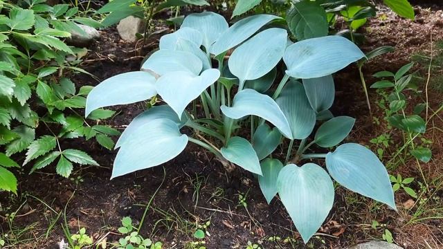 ХОСТЫ?От ГИГАНТОВ до МИНИАТЮРЫ?сад ДЕВЯТОЙ реальности? смотреть онлайн