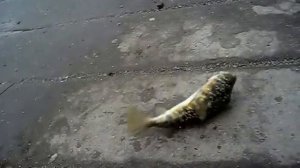 Рыба шар надувается. Фугу. Японский деликатес. Fugu fish.