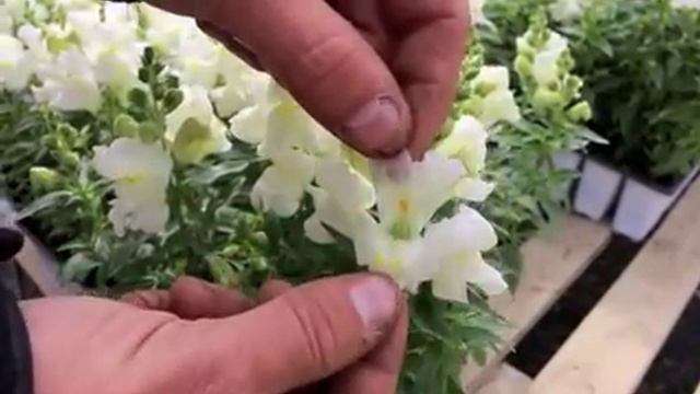 Why the name 'Snapdragon' (Antirrhinum Majus)? смотреть онлайн