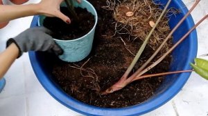 How to divide HOMALOMENA from bulbs/roots. #homalomena #plantsmalaysia #plantita #presyonghalaman