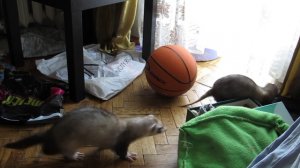 Хорек и баскетбольный мяч