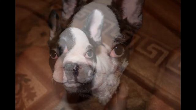 Маффин (почти 3 месяца) смотреть онлайн