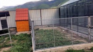 Строим домашний утятник.