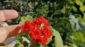 Наша герань cорта "Норланд Ред"- пеларгония (Norrland red) 2021год