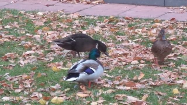 Год из жизни крякв. Часть 1. Осень. смотреть онлайн