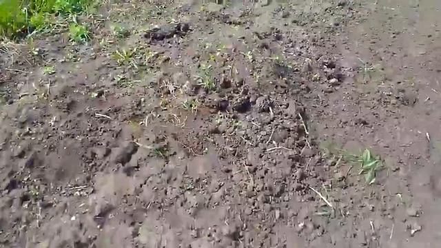 Супер #мотоблок #Салют с двигателем #Lifan 9 л.с. Готовим #почву для #посадки рассады. смотреть онлайн