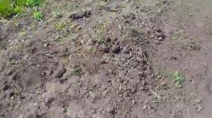 Супер #мотоблок #Салют с двигателем #Lifan 9 л.с. Готовим #почву для #посадки рассады.