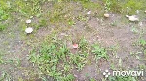 Грибы у домов в городе Красногорске