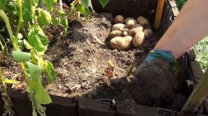 Картофель азарт в ящике Что выросло?