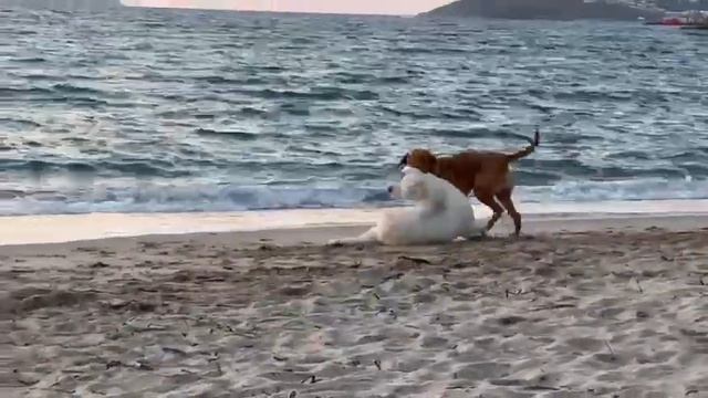 Собаки дерутся на пляже в Турции смотреть онлайн