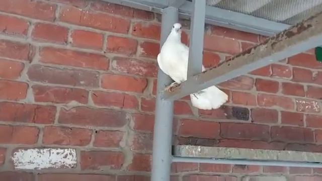 Обзор голубей № 6 [ т - 8 918 949 45 75] смотреть онлайн