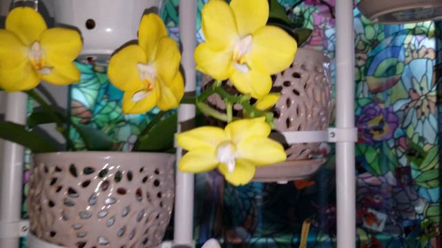 Phalaenopsis Peloric ¿Cúal es la diferencia? ║Orquídeas en el mundo смотреть онлайн