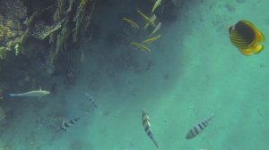 Египет, Подводный мир, Шарм-Эль-Шейх, залив Наама, часть 1 из 3