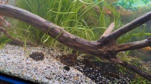 Видео 8. Обрабатываем, устанавливаем огромную корягу в аквариум. Акваскейп. Рыбки.