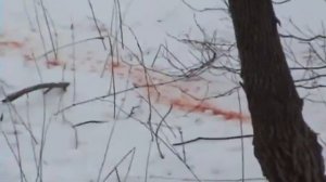 Подборка видео о охоте с луком и арбалетом.
