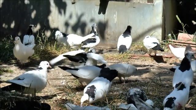 Эту породу Голубеи знают Все / Самые распространенные смотреть онлайн