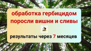 Как избавиться от поросли вишни и сливы гербицидом. Результат через 7 месяцев.