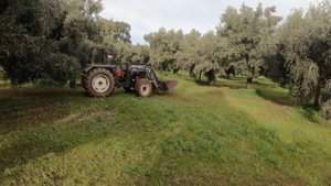 Как быстро собрать орех! Промышленный сбор ореха. How to quickly collect hazelnuts