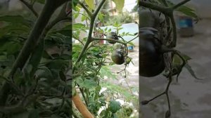 Black Cherry 🍒 Tomatoes🍅🍅# My Garden